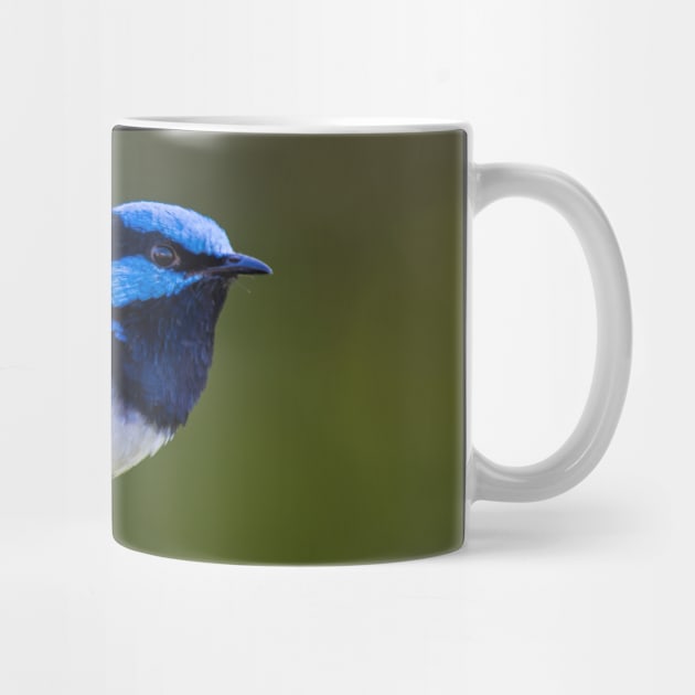 Australian Superb Fairy-Wren by Upbeat Traveler